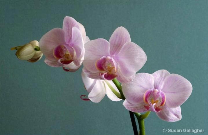 Phalaenopsis_Pink Orchid