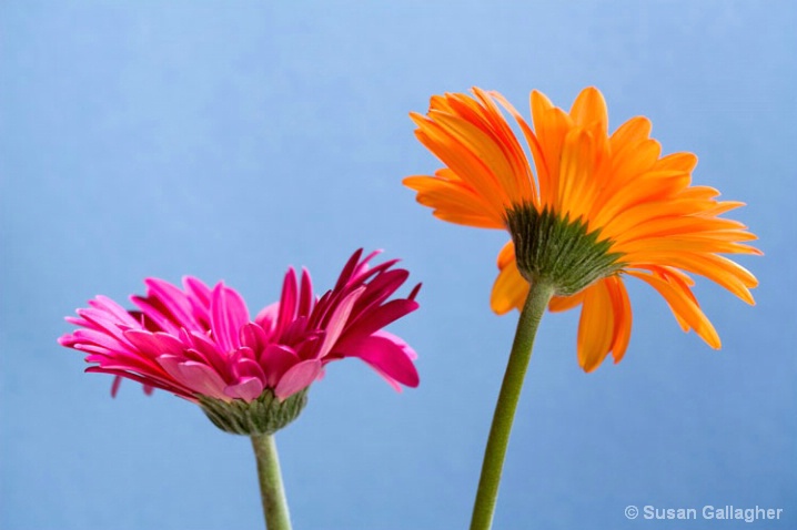 Gerbera Twosome