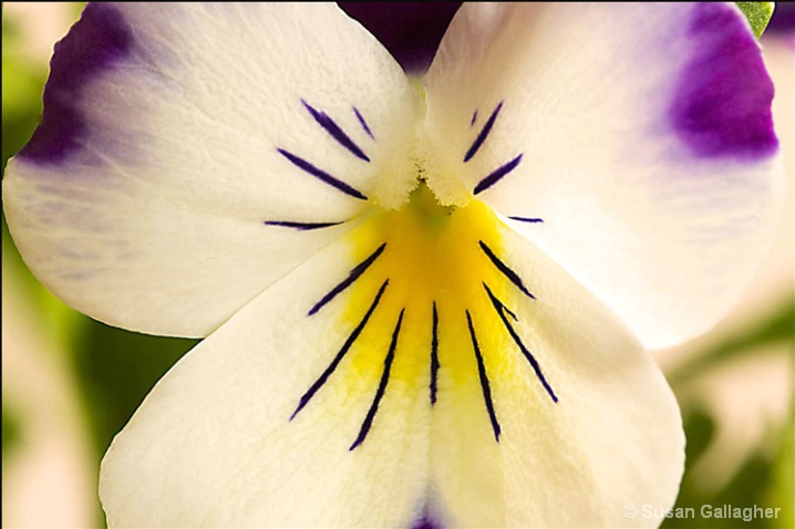 Spring Pansy