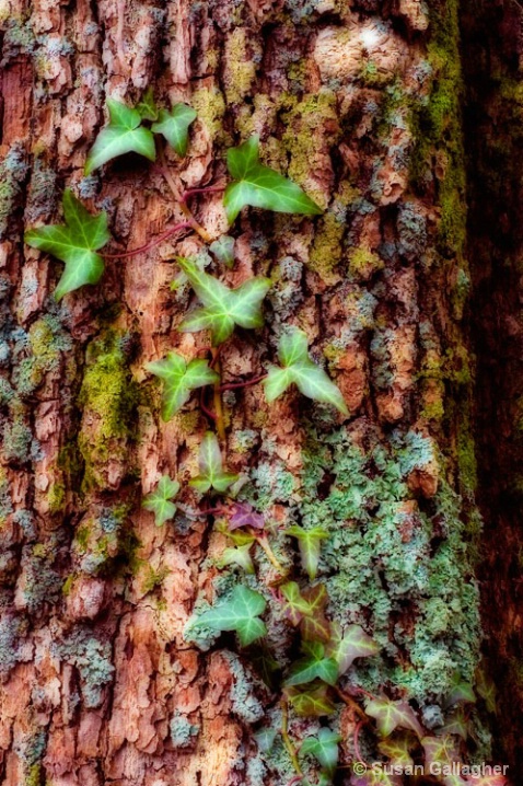 Tree ivy and moss