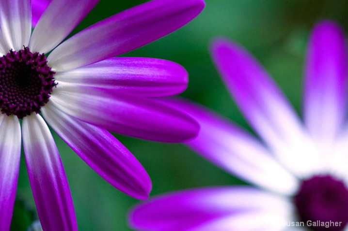 Senetti