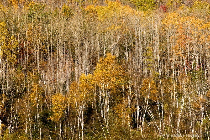Birch Trees in a Row