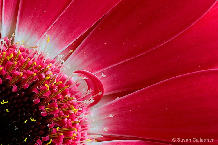 Gorgeous Gerbera