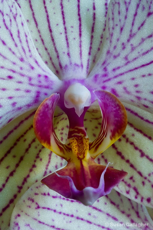 Orchid Up Close