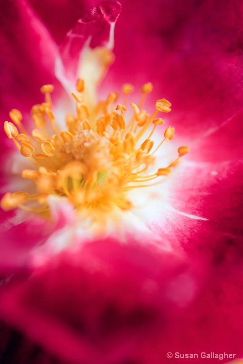 Blossoming