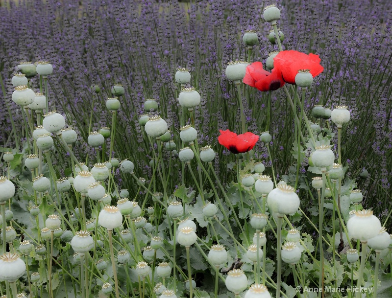 Poppies in Lavender Field