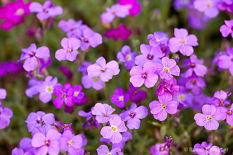 Lilac and Pink