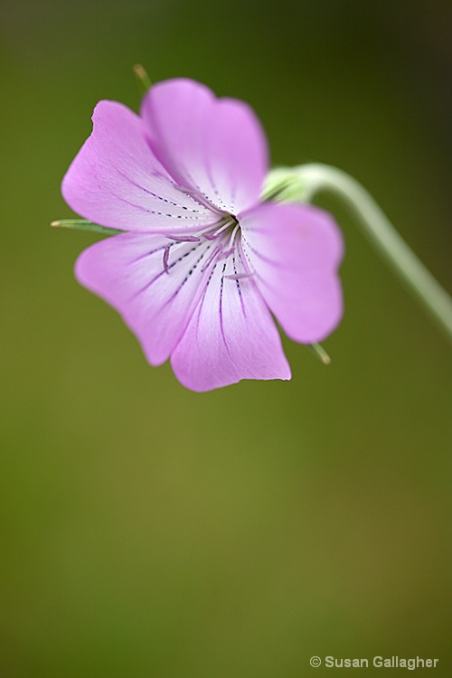 Pink and Green