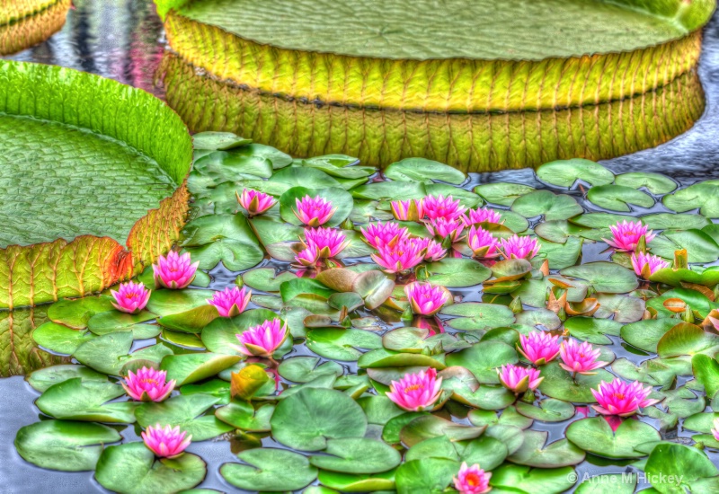 Water Lilies and Lily Pads