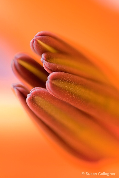 Lily Stamens