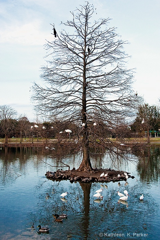 Lafreniere Park at Sunset