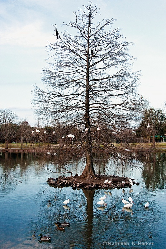 Lafreniere Park at Sunset