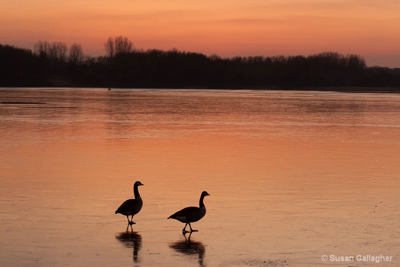 Geese At The Lake