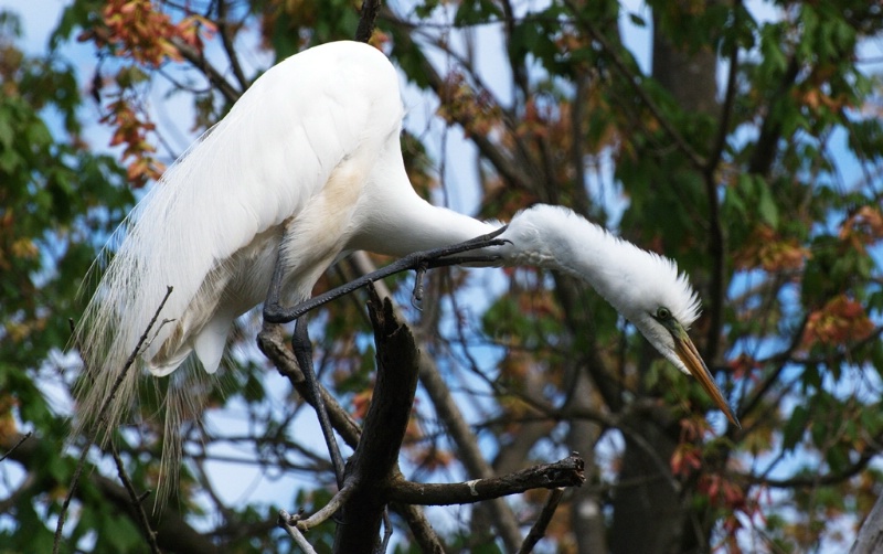 great egret in breeding plumage