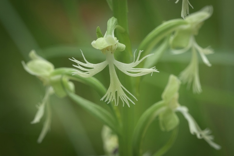 5.green fringed orchis