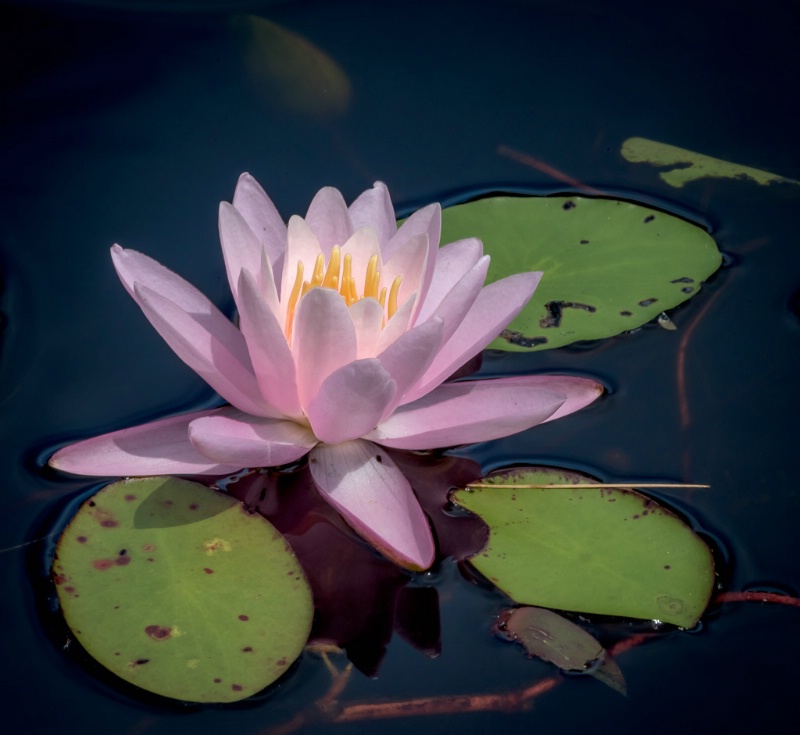 7.native water lily