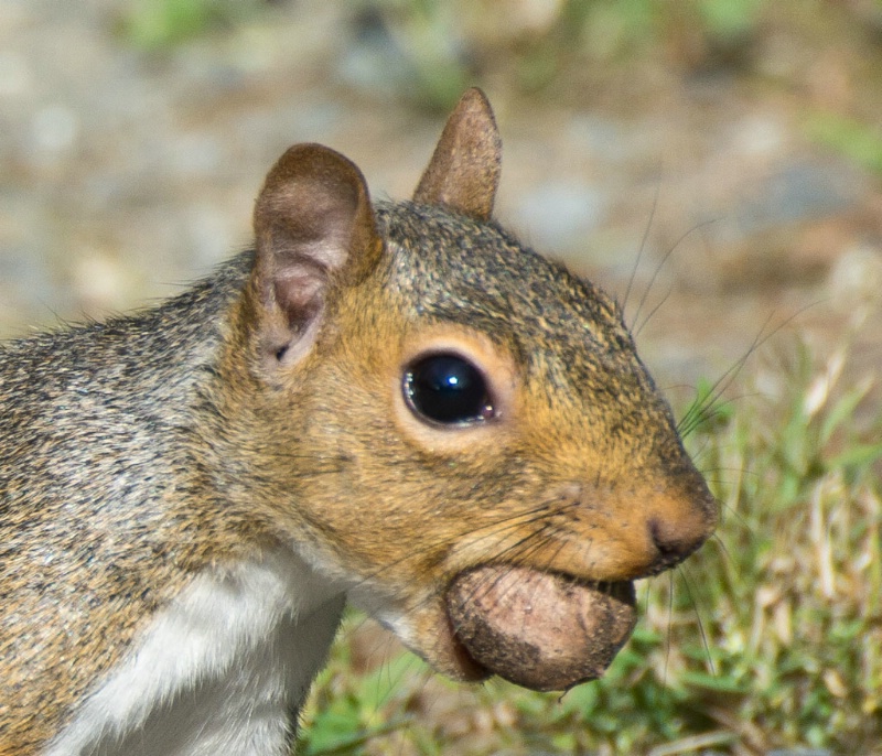 gray squirrel with acorn
