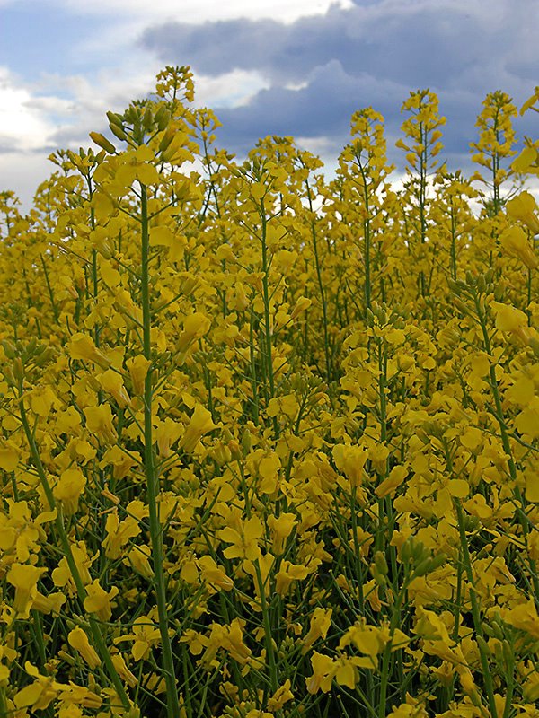 Canola Blooms