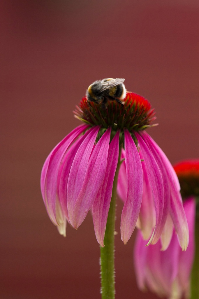 Echinacea Flower with Bee