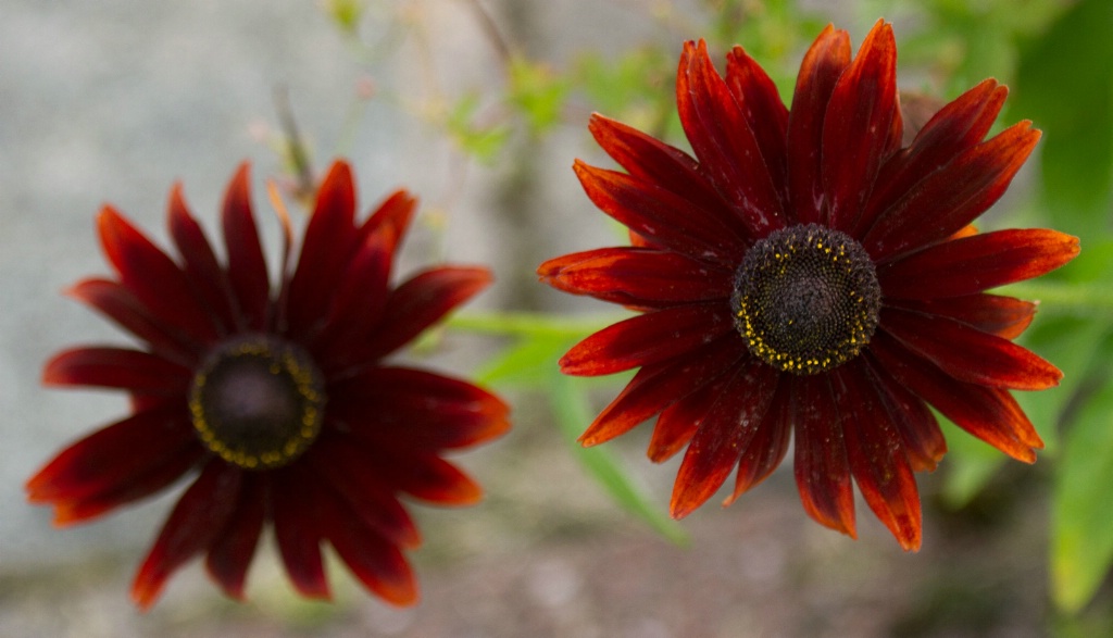 Rudbeckia Duo