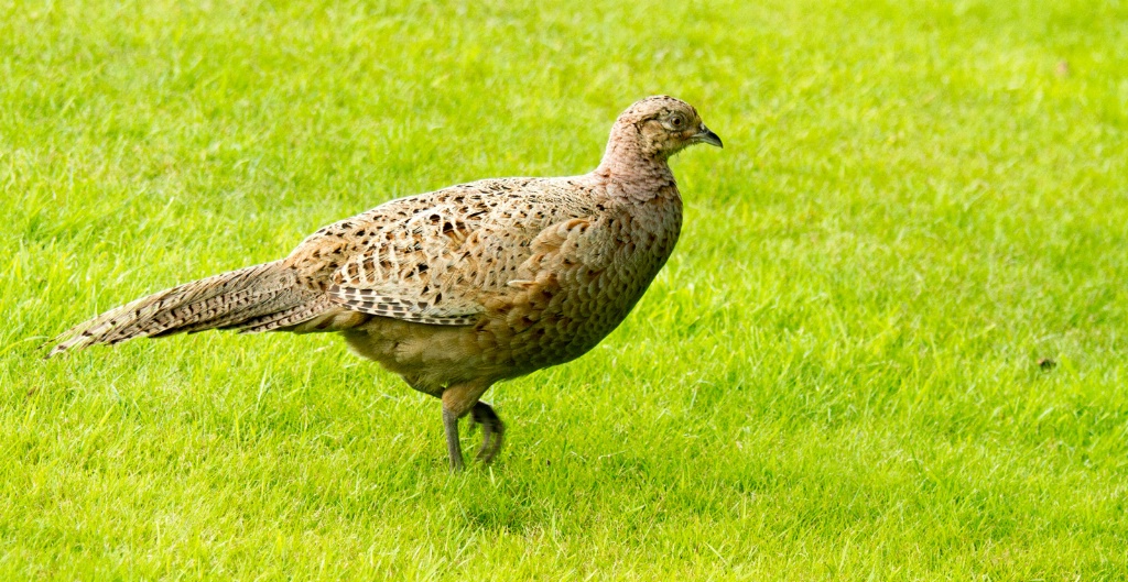 Hen Pheasant Late Afternoon