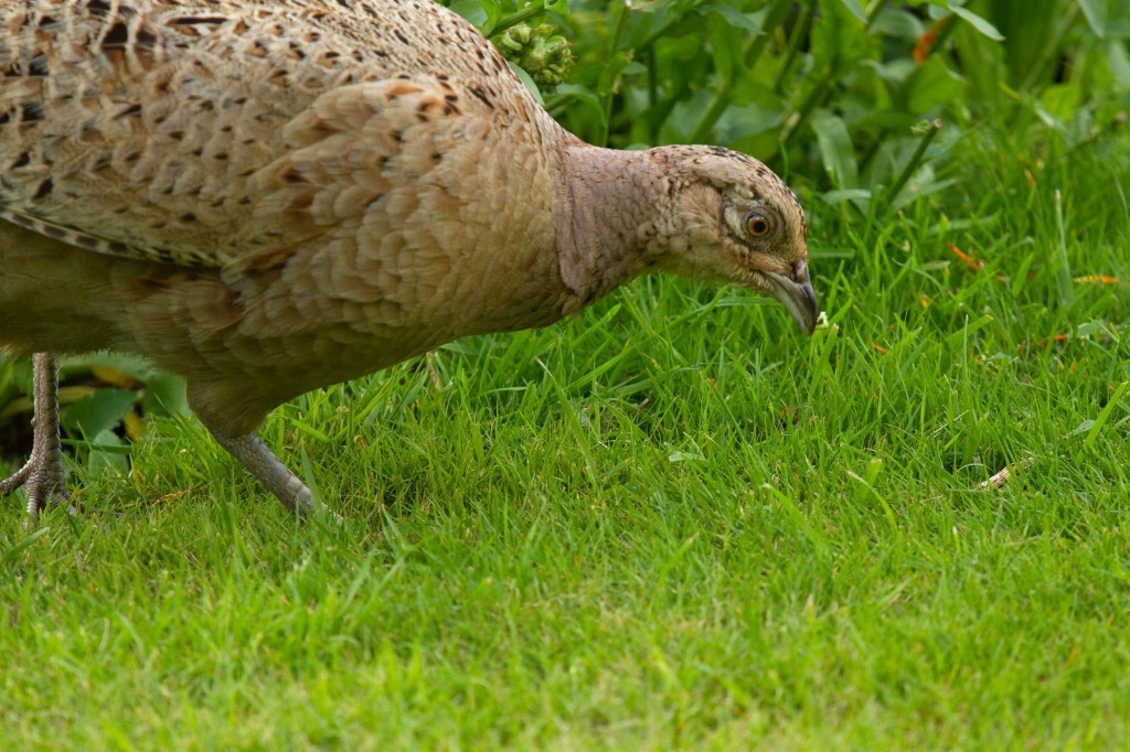 Hen Pheasant looking for Lunch