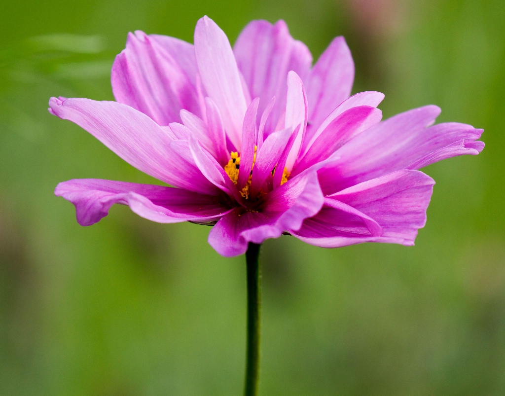 Pink Cosmos