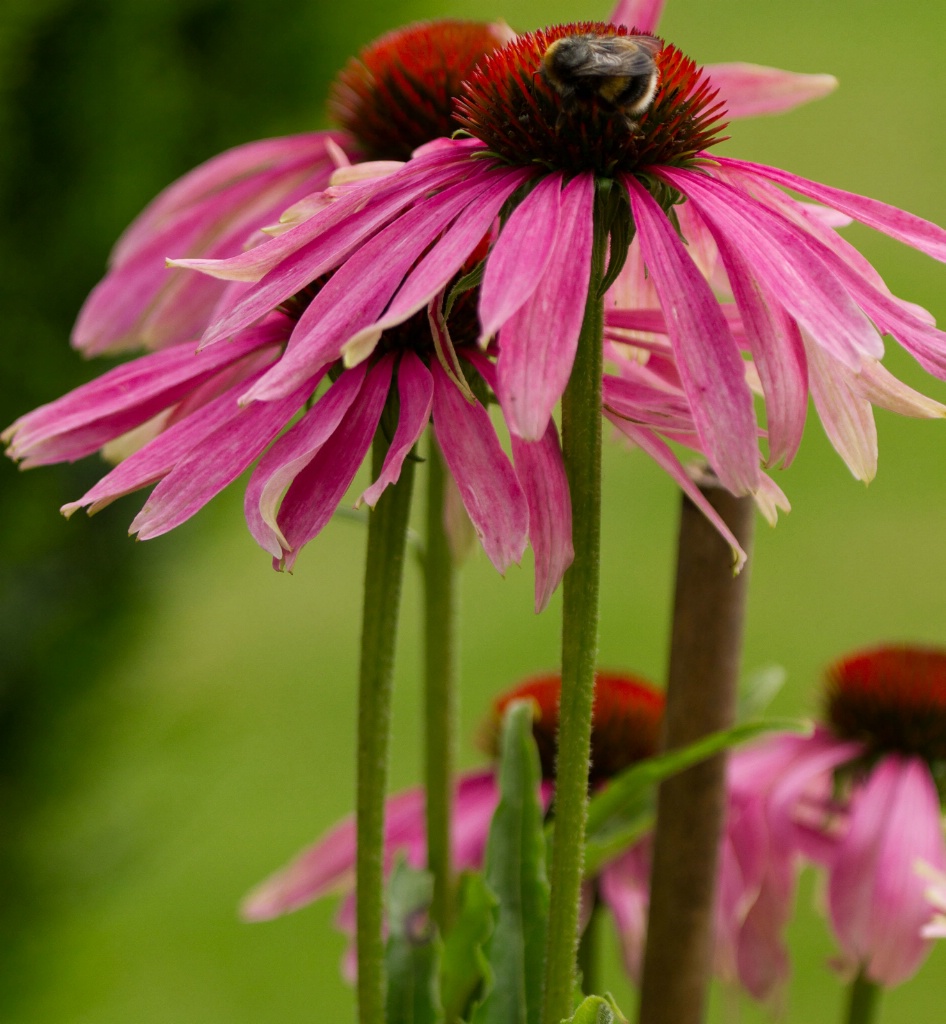 Bee Feeding on Echinachea Flower