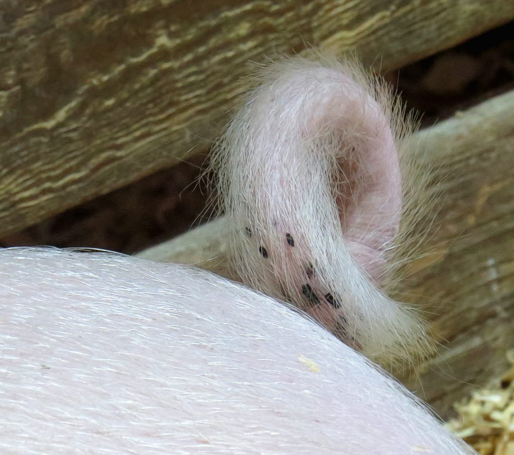 56