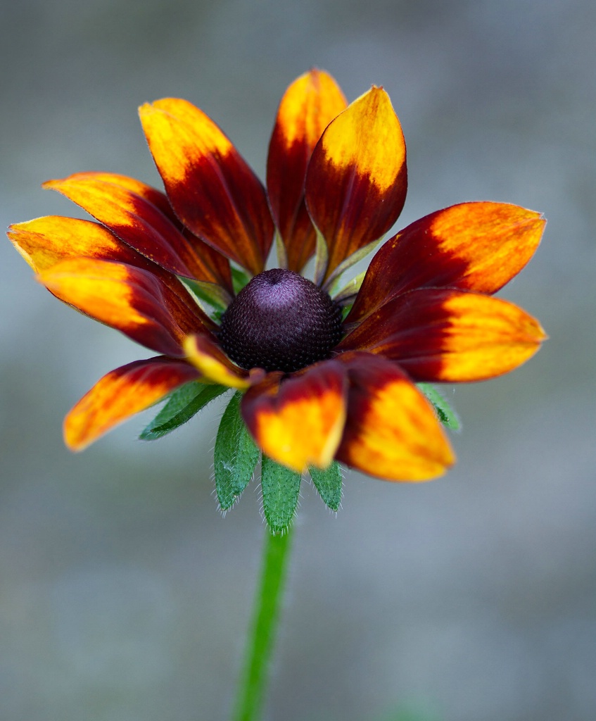 Rudbeckia Late Afternoon