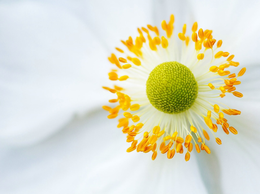 Japanese Anemone