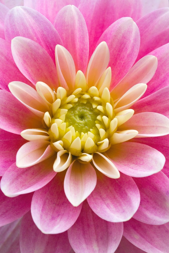 Pink Dahlia