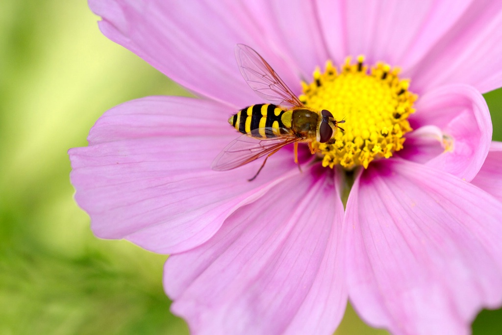 Last of the Summer Nectar