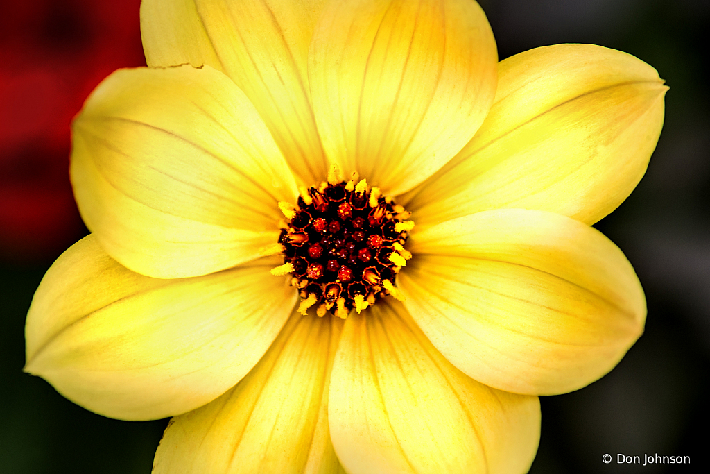 Wonderful Dahlia 10-12-19 198
