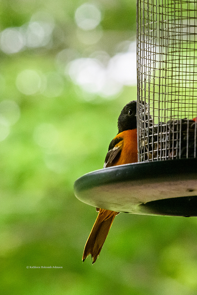 Baltimore Oriole Peaking At Me!