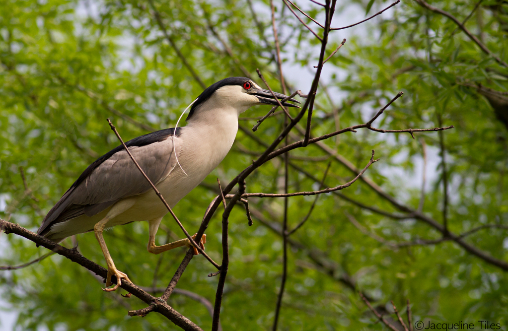 Black-crowned Night Heron