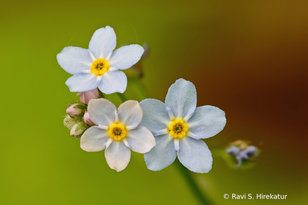 Forget me not flower