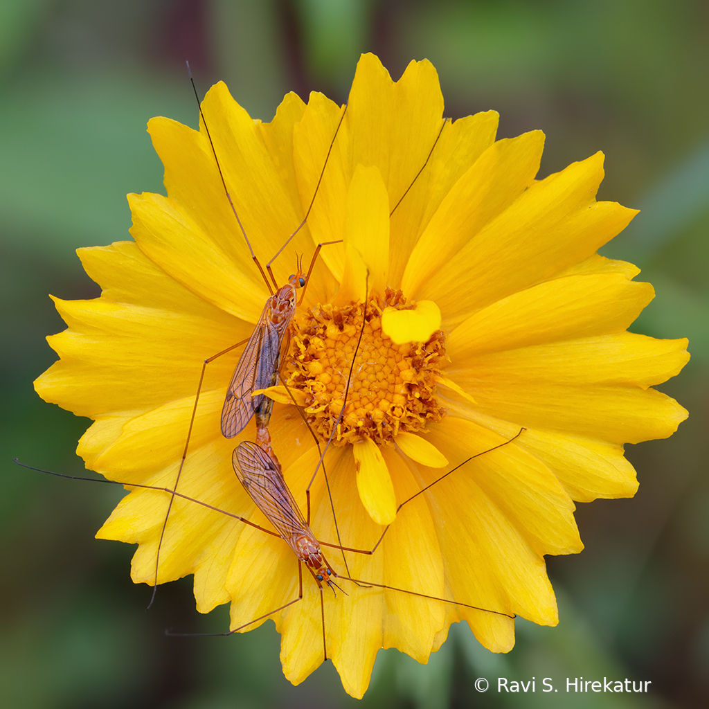 Mating Crane flies on Lance leaved Coreopsis