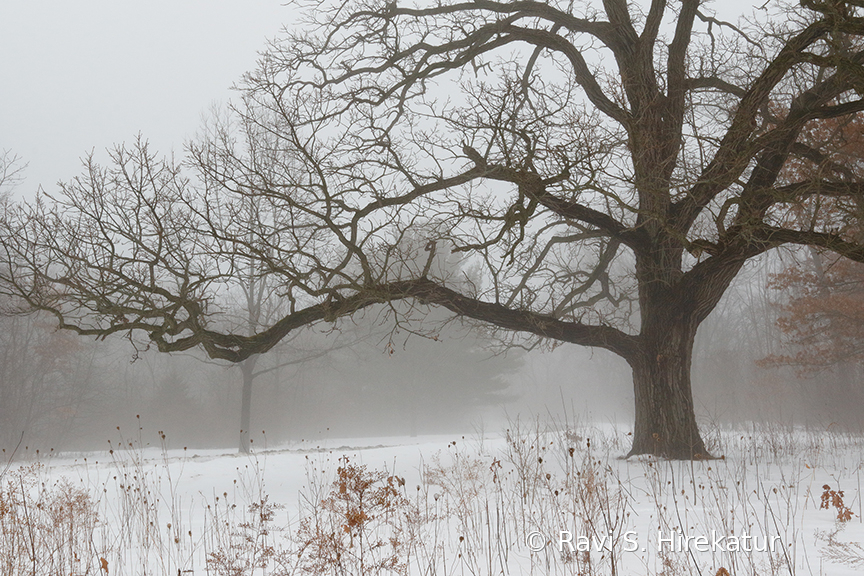 Oak Tree on a foggy day in winter