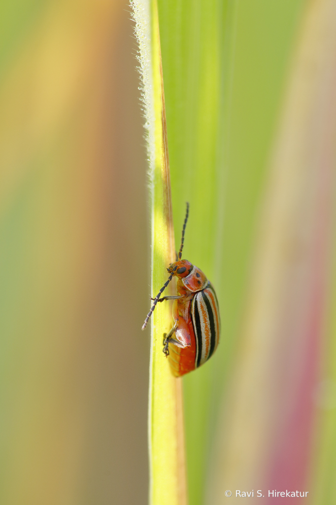 Potato Beetle