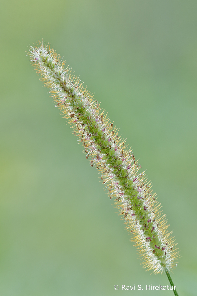 Yellow Foxtail grass