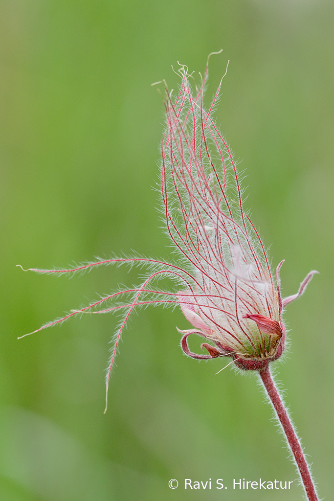 Prairie Smoke