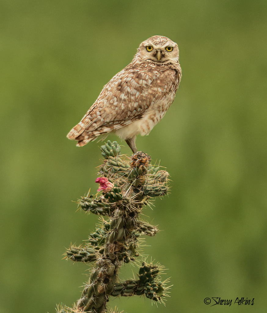 Burrowing Owl on cholla cactus