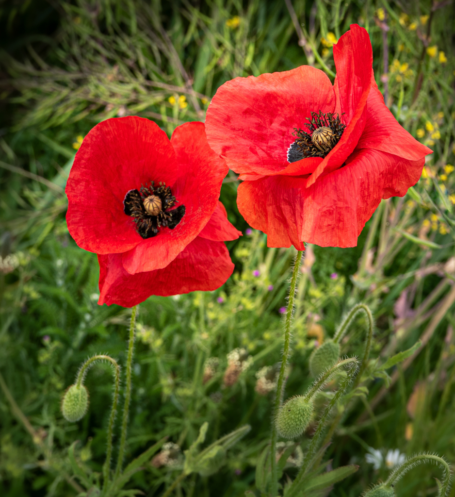 Poppies on the side of the road.