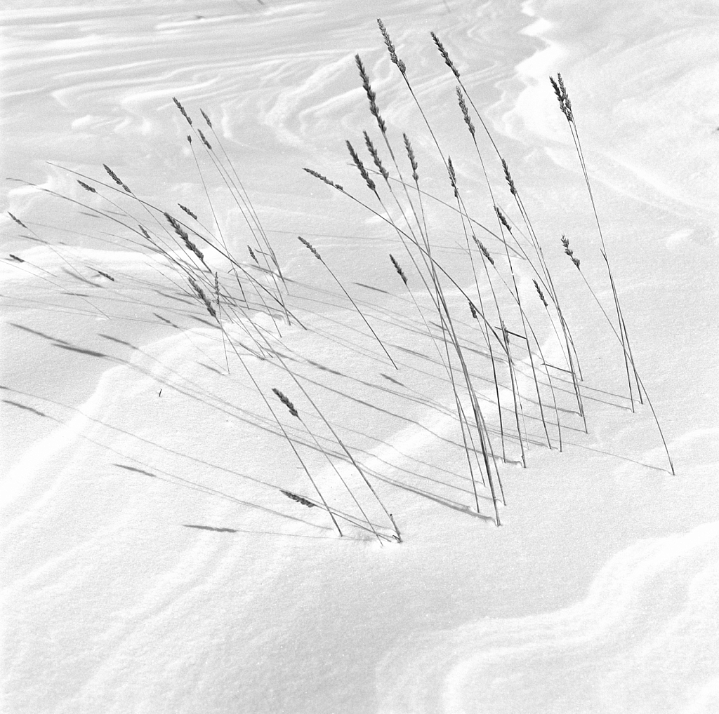Reeds graphics on snow cap.