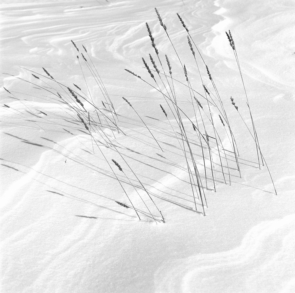 Reeds graphics on snow cap.