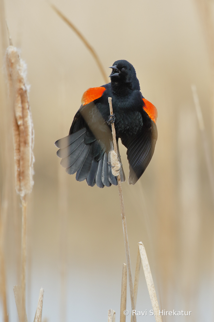 Red Winged Blacbird