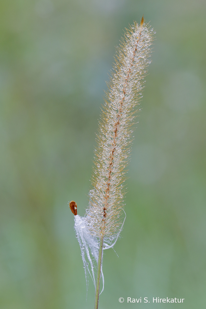 Milk weed seed on Yellow Foxtail