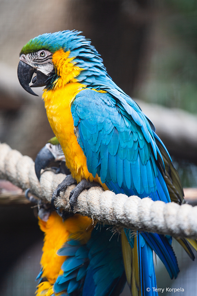 Blue and Gold Macaw