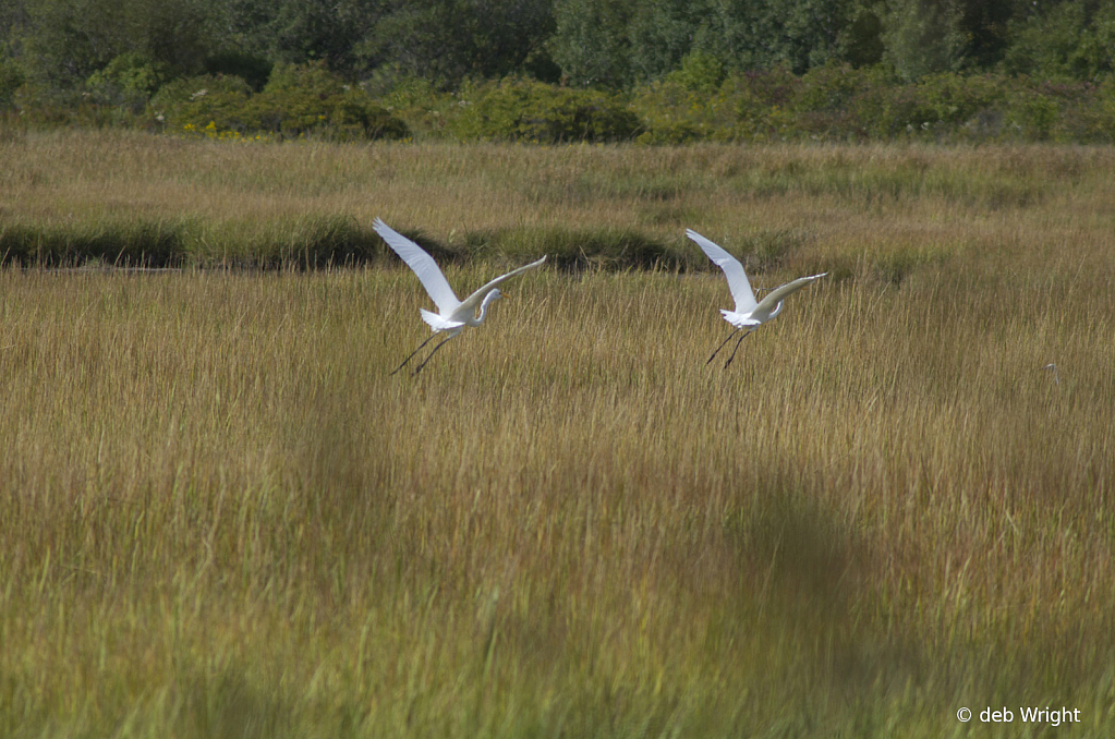 Great Egrets